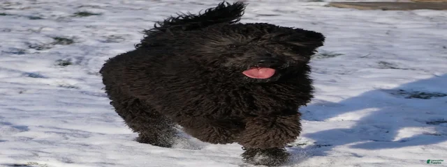 Finn