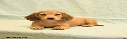 Dachshund dogs for sale: Levi - Ad 4
