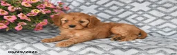 Cavapoo dogs for sale: Tilly - Ad 1