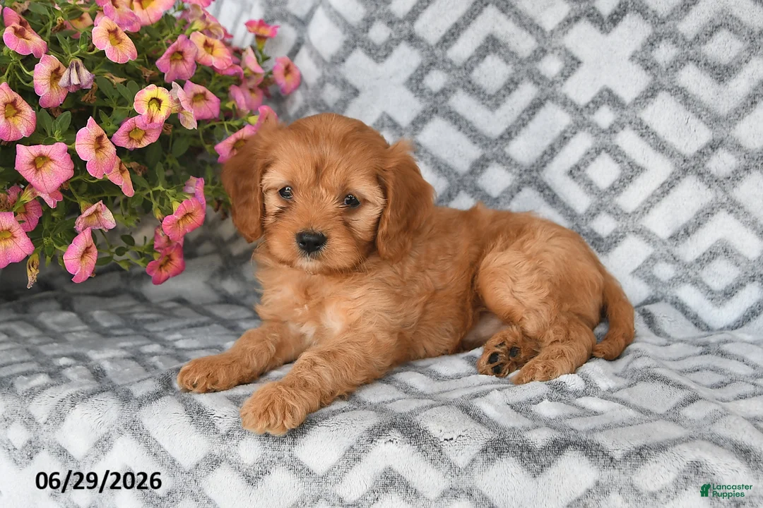 Cavapoo dogs for sale: Tilly - Ad 1