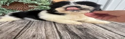 Teddy Bear dogs for sale: Lucas - Ad 22