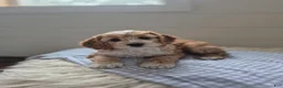 Cockapoo dogs for sale: Finley - Ad 1