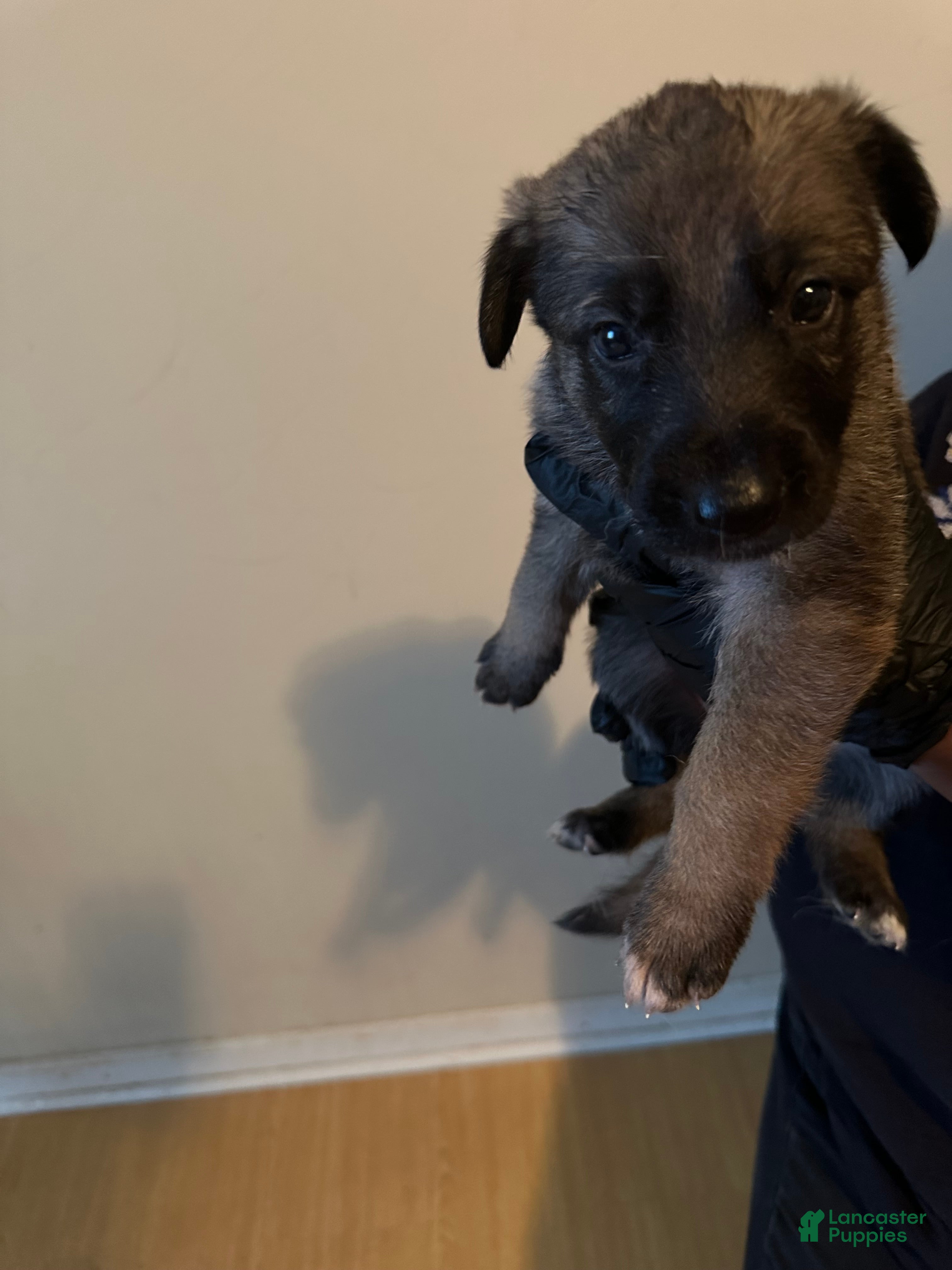 German Shepherd dogs German Shepherd 2 - Ad 1