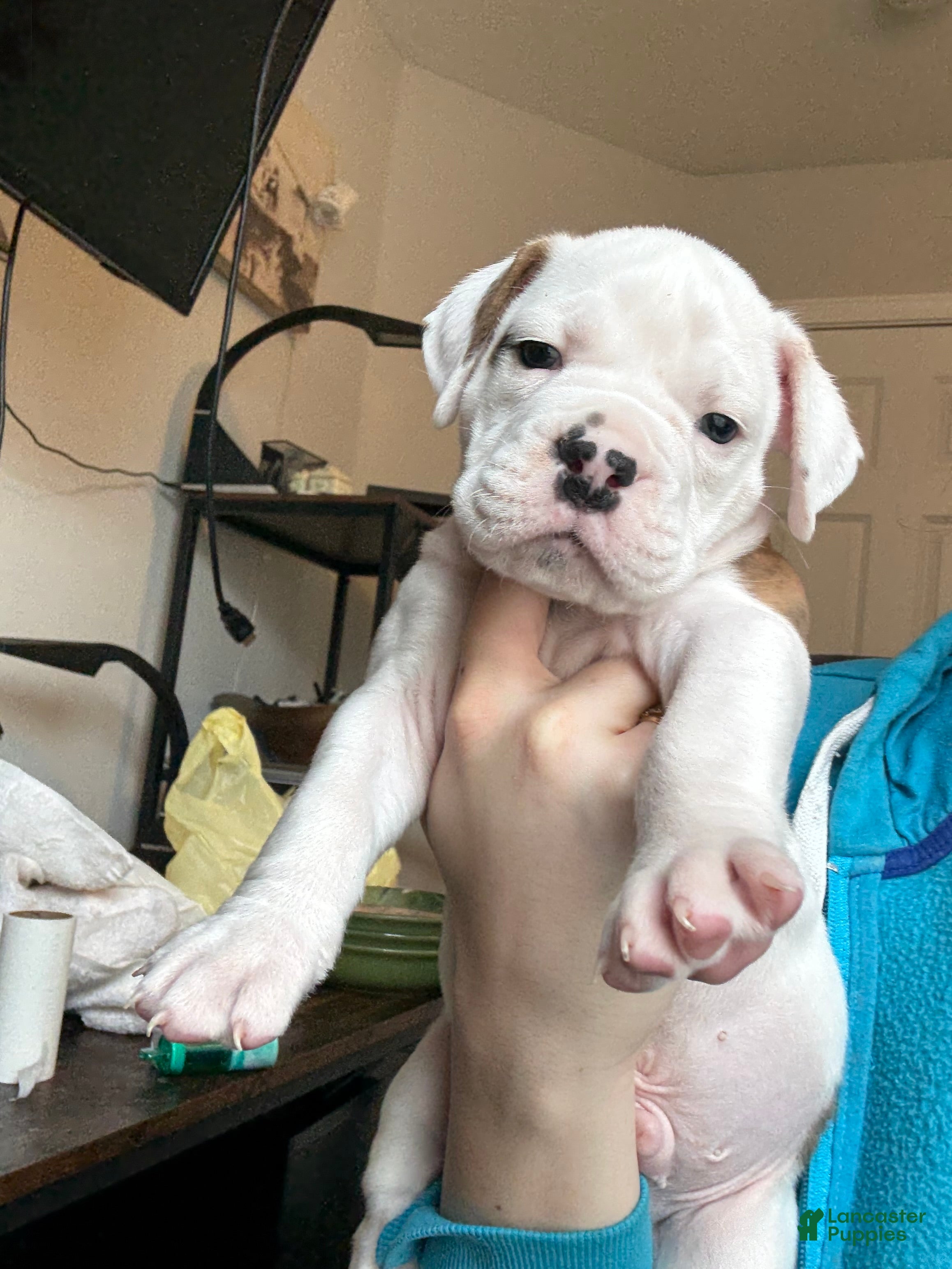 Mixed Breed dogs Mixed Breed Puppy 1 - Ad 14