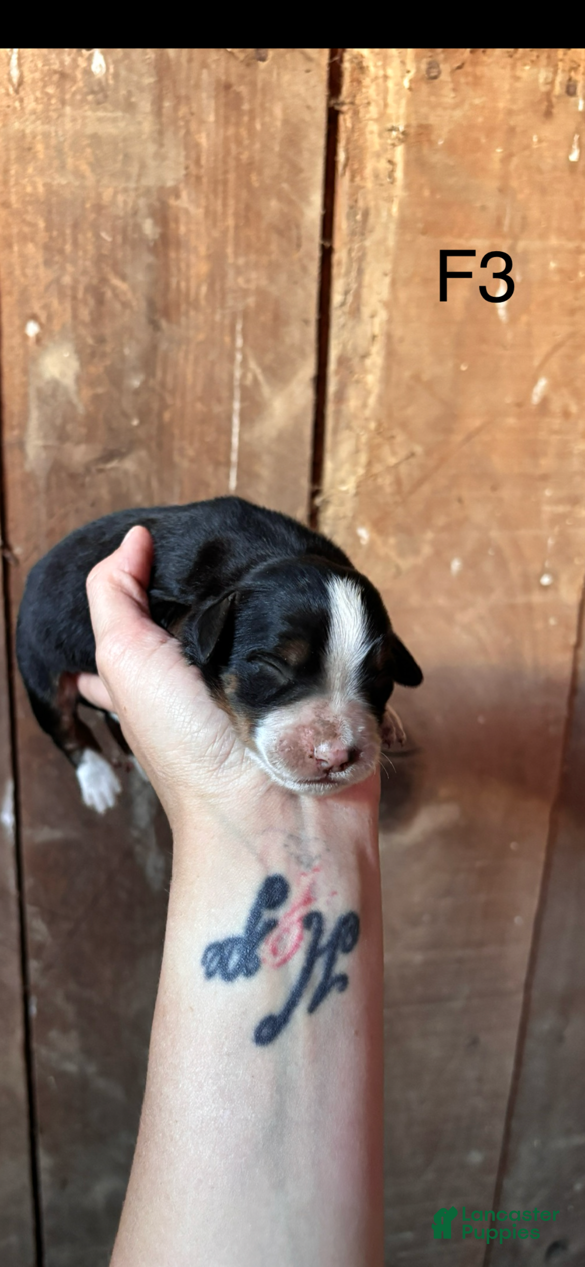 Bernese Mountain Dog dogs Bernese Mountain Dog f3 - Ad 1