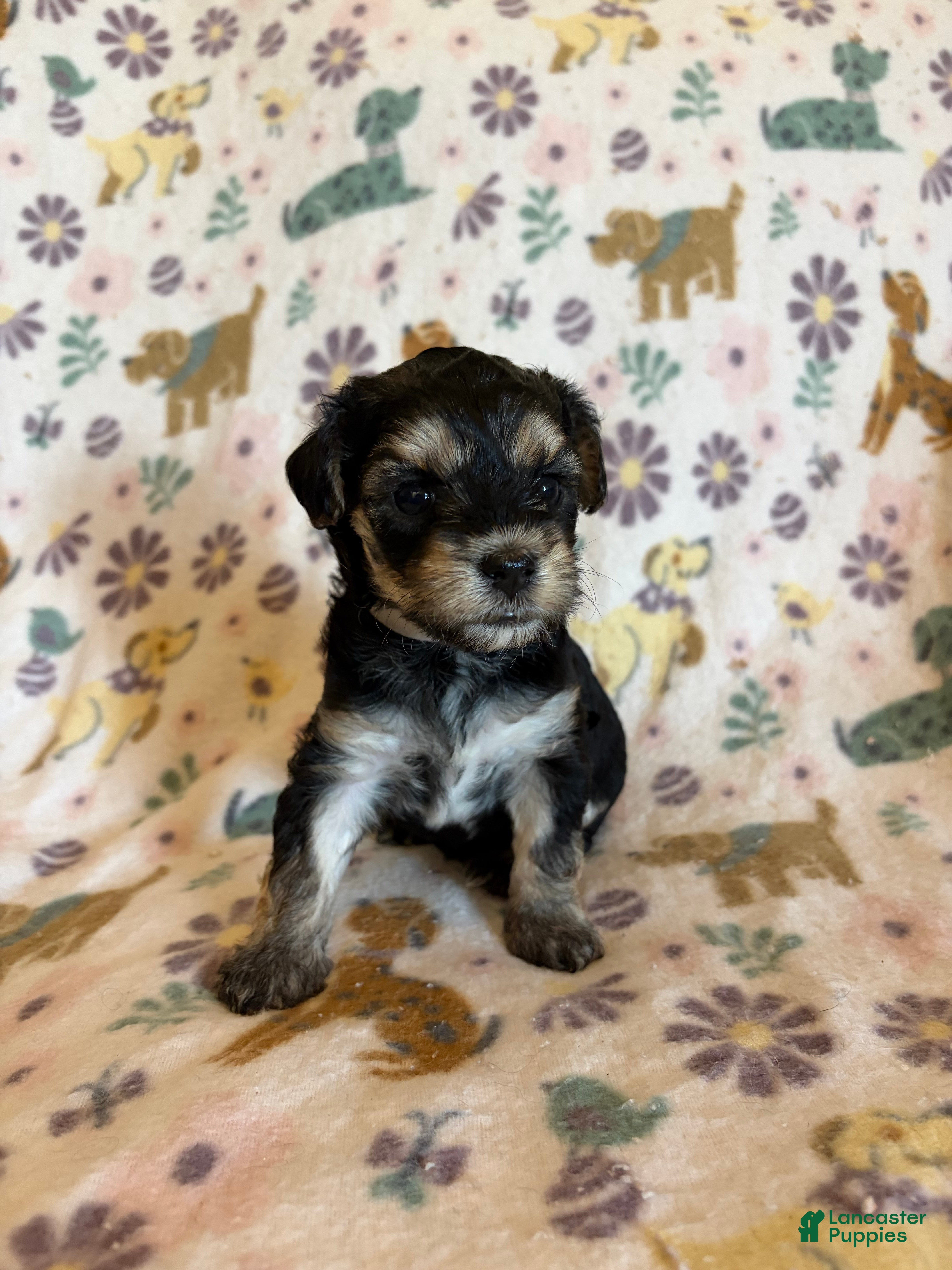 Morkie dogs Willow - Ad 13