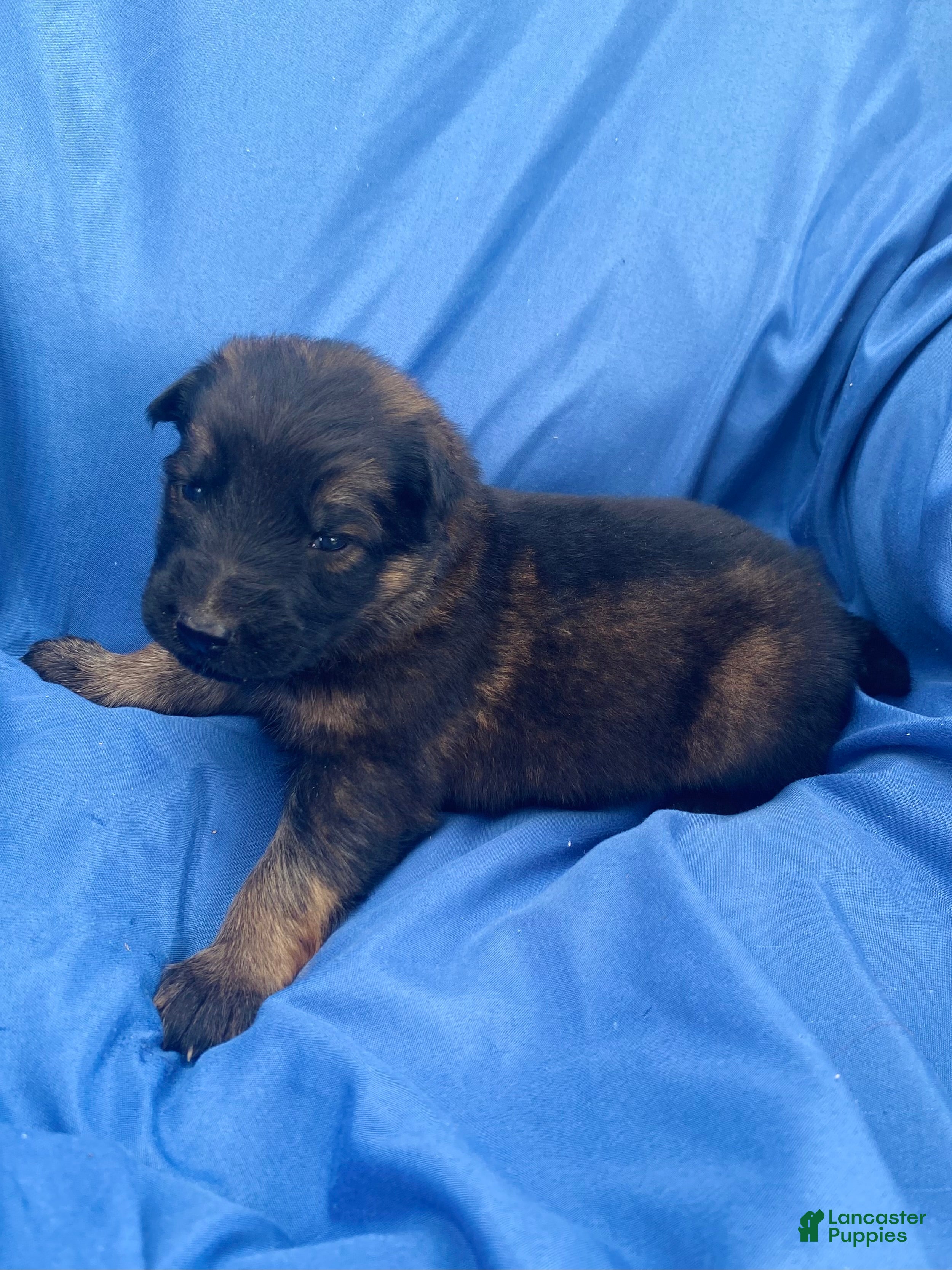 German Shepherd dogs German Shepherd Puppy 1 - Ad 27