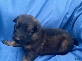 German Shepherd dogs German Shepherd Puppy 1 - Ad 27