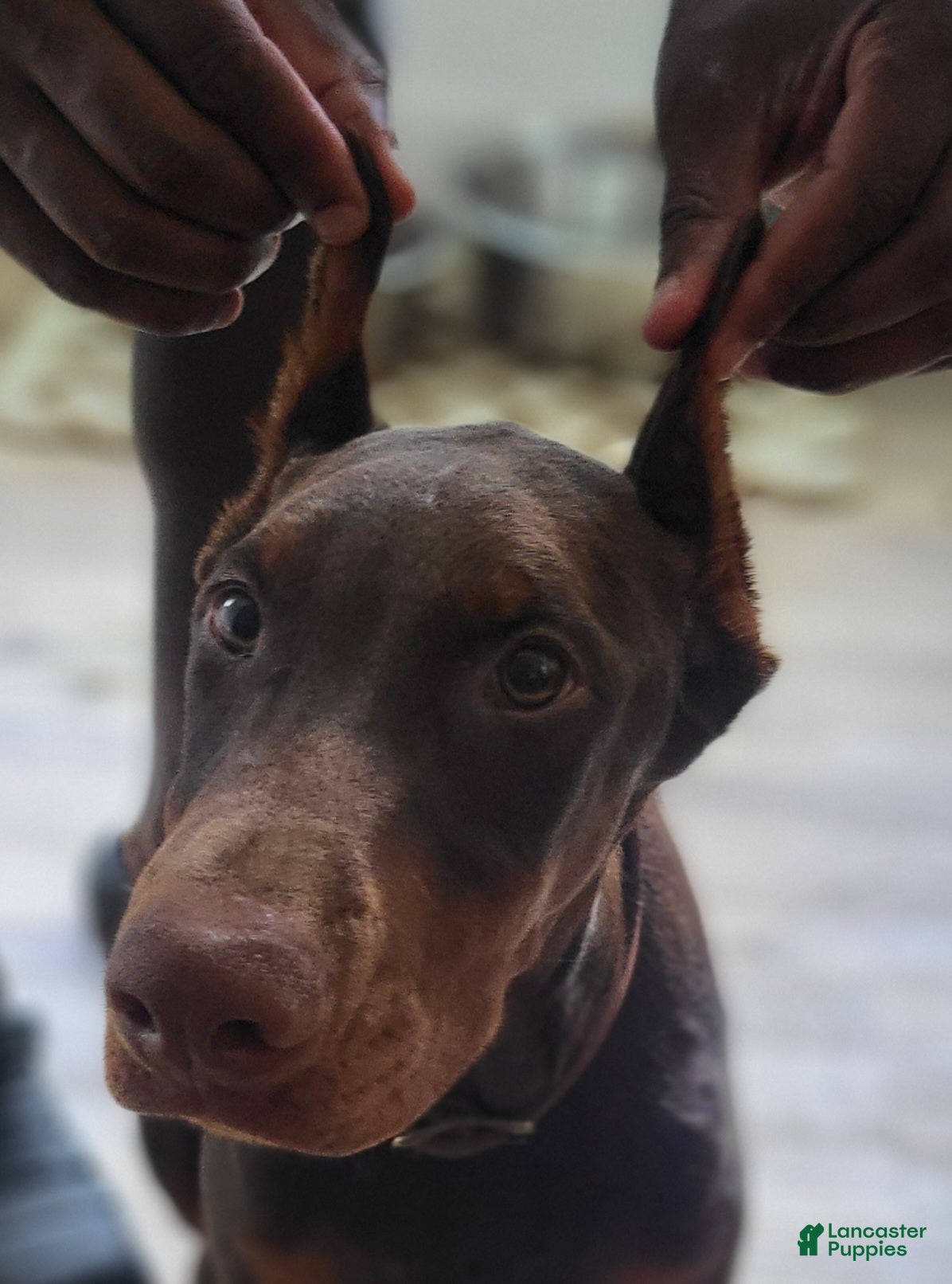 Doberman Pinscher dogs Duke - Ad 2