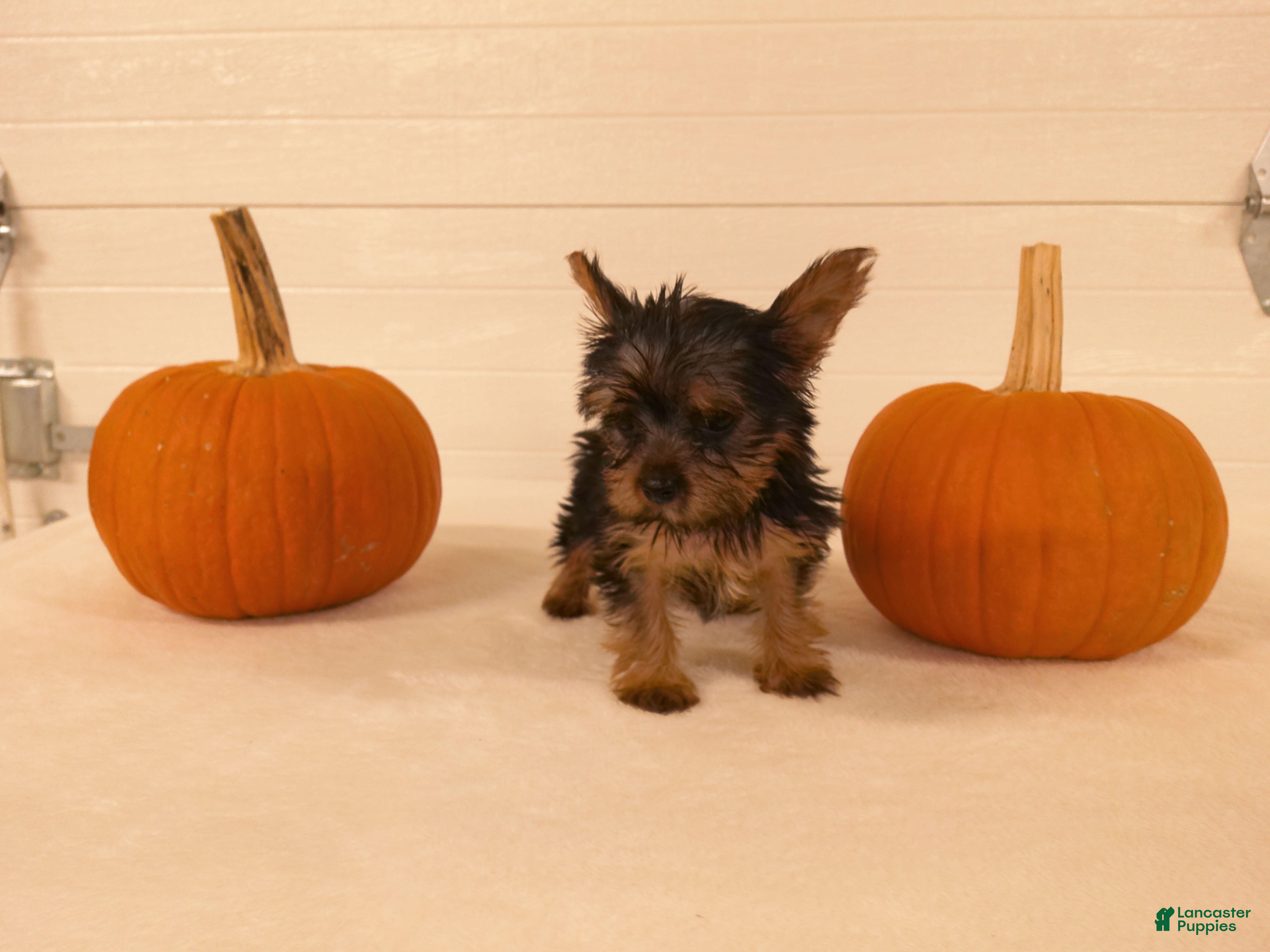 Yorkshire Terrier dogs for sale: Mia  - Ad 2