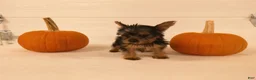 Yorkshire Terrier dogs for sale: Mia  - Ad 2