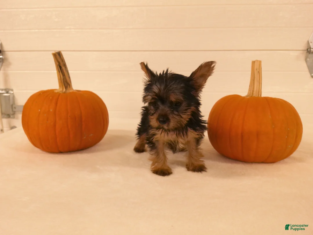 Yorkshire Terrier dogs for sale: Mia  - Ad 2