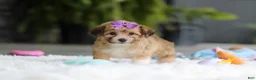 Mixed Breed dogs for sale: Bambi - Ad 4
