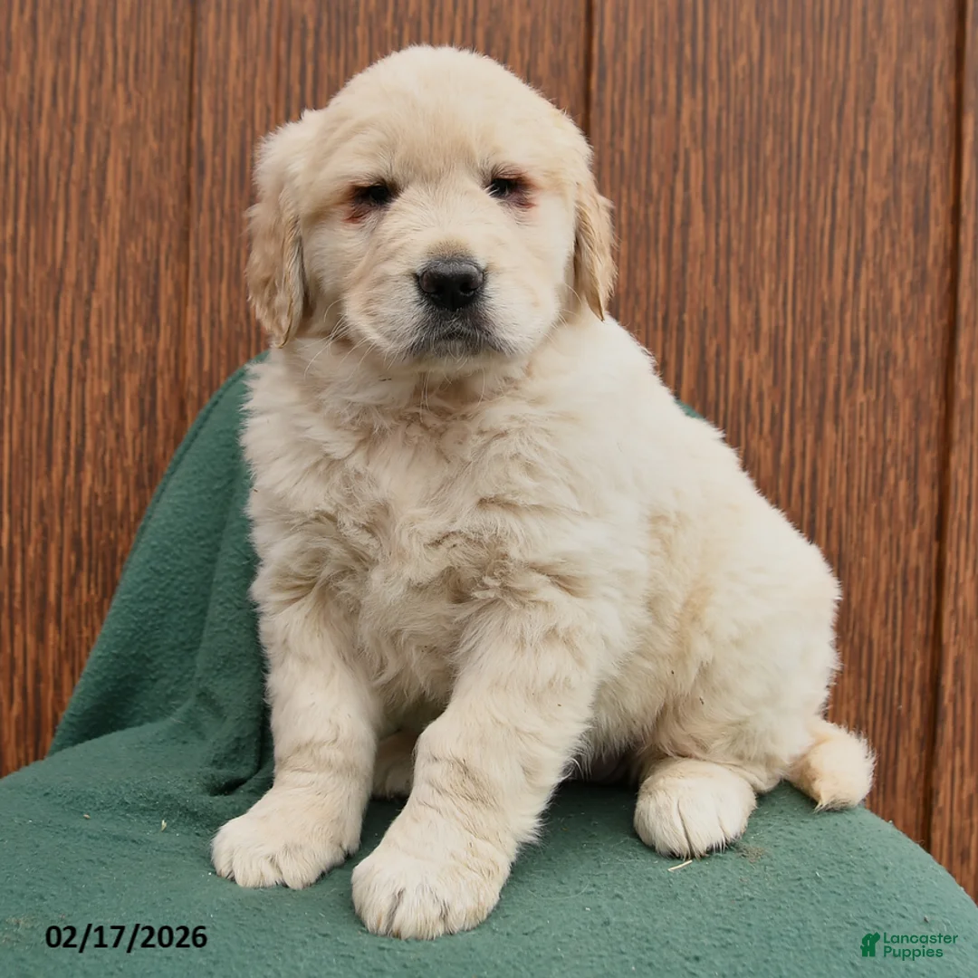 Golden Retriever dogs for sale: Babe - Ad 3