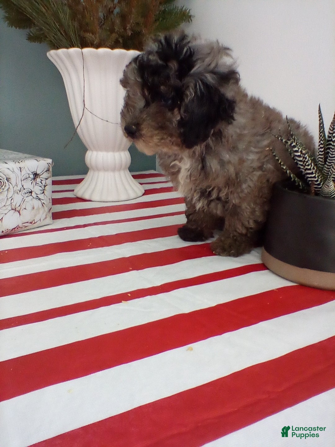 Miniature Poodle dogs for sale: Tessa - Ad 2