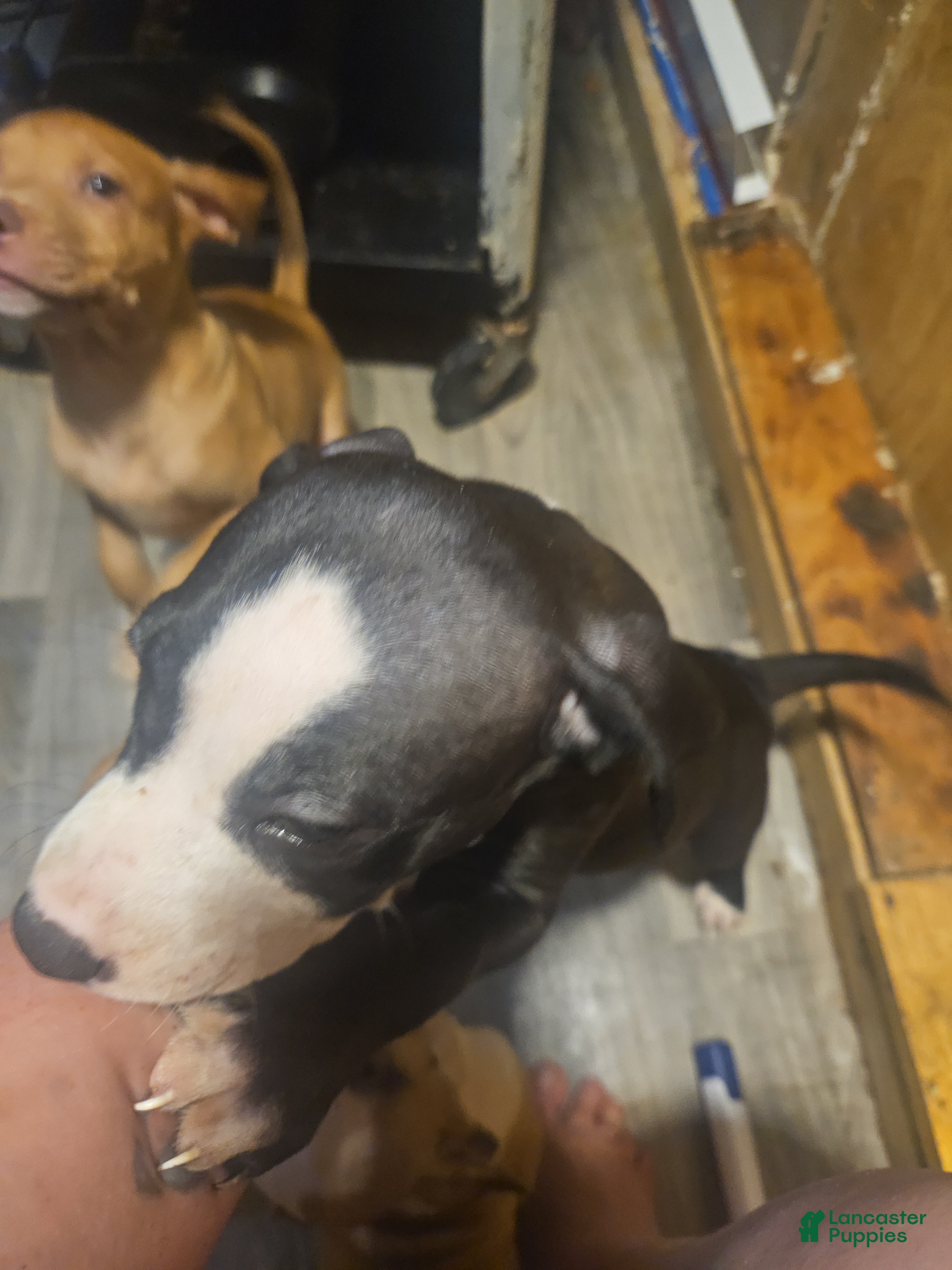 American Pit Bull Terrier dogs American Pit Bull Terrier 3 - Ad 42