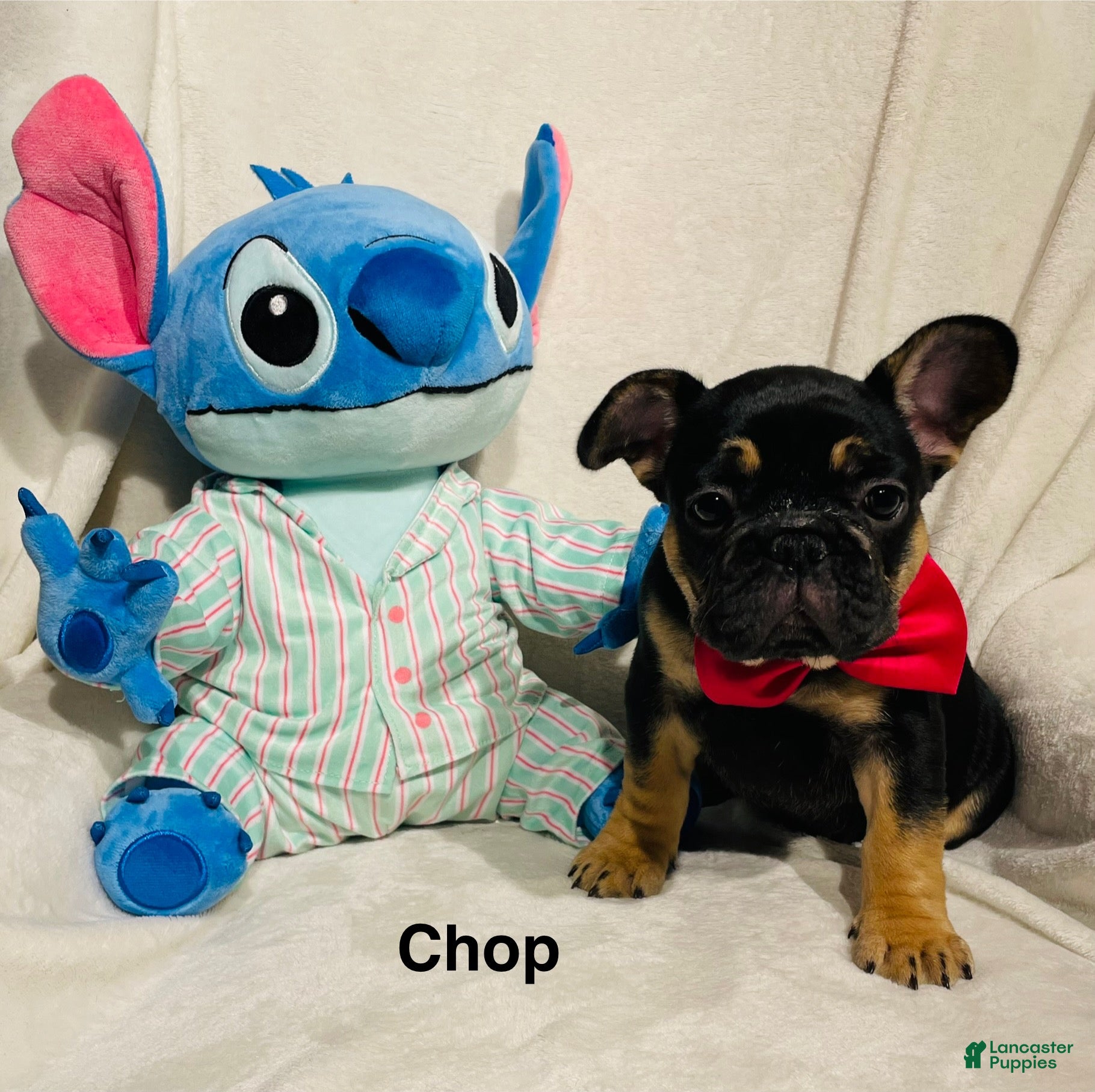French Bulldog dogs French Bulldog Puppy 5 - Ad 1