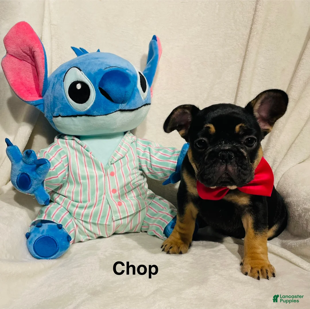 French Bulldog dogs for sale: French Bulldog Puppy 5 - Ad 1