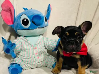 French Bulldog dogs for sale: French Bulldog Puppy 5 - Ad 1