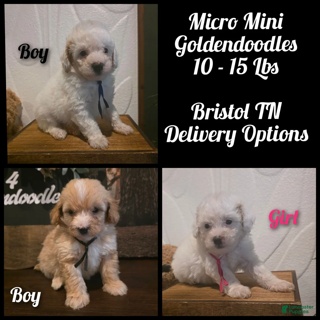 Mini Goldendoodle dogs for sale: Blue collar boy  - Ad 8