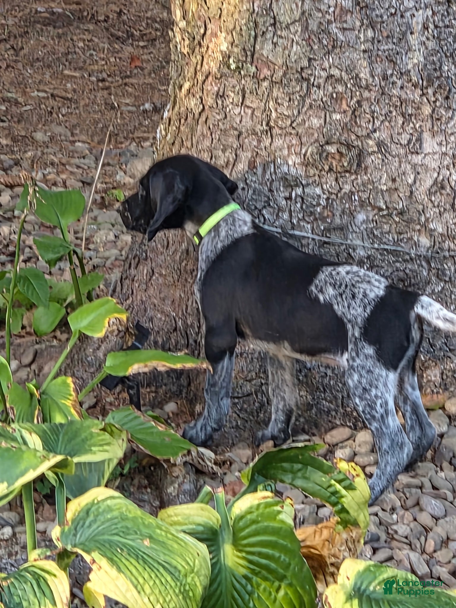 German Shorthaired Pointer dogs Ginger - Ad 2