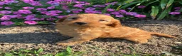 Cavapoo dogs for sale: Harper - Ad 10