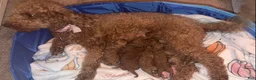 Mini Goldendoodle dogs for sale: Mini Goldendoodle Puppy 4 - Ad 9