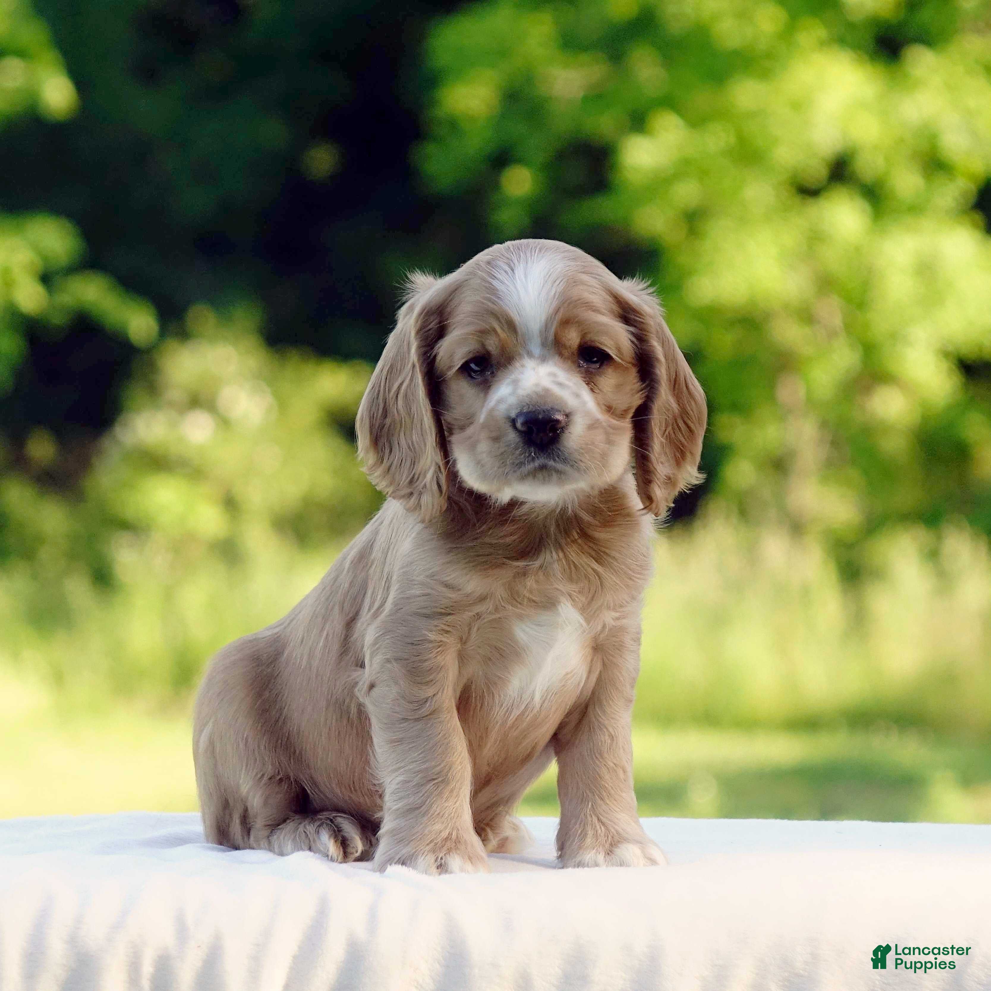 Cocker Spaniel dogs Taylor - Ad 1