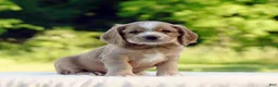 Cocker Spaniel dogs for sale: Taylor - Ad 1