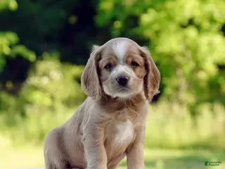Cocker Spaniel dogs for sale: Taylor - Ad 4