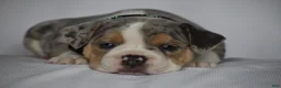 Beabull dogs for sale: Opal - Ad 5