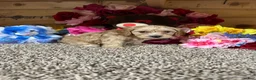 Cavapoo dogs for sale: Cavapoo Puppy 2 - Ad 1