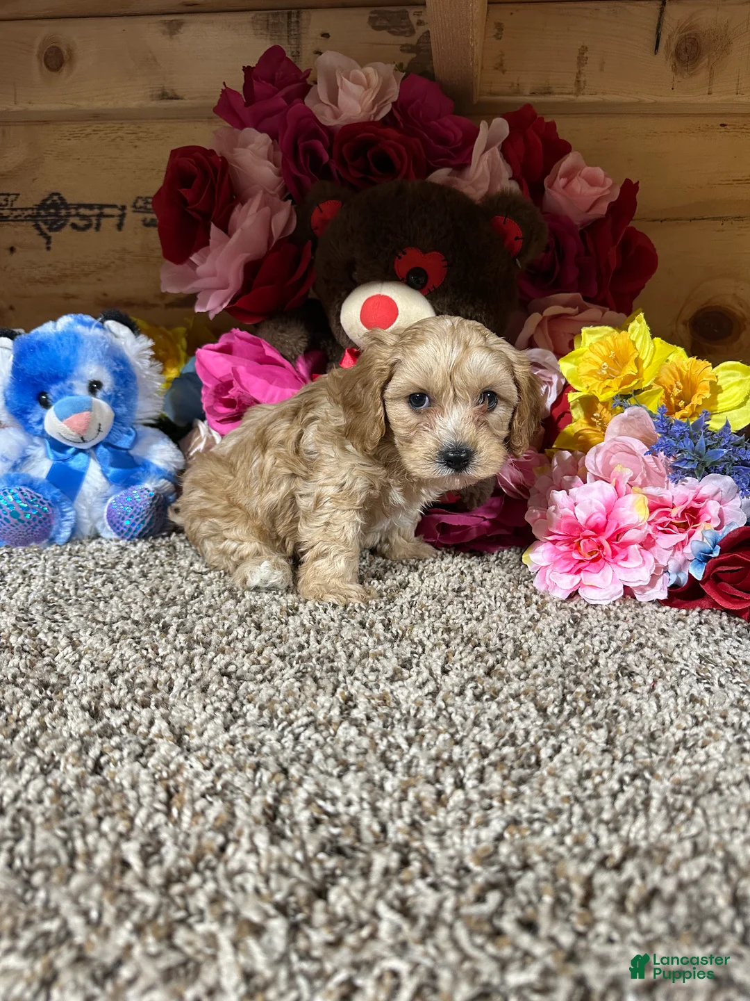 Cavapoo dogs for sale: Cavapoo Puppy 2 - Ad 1
