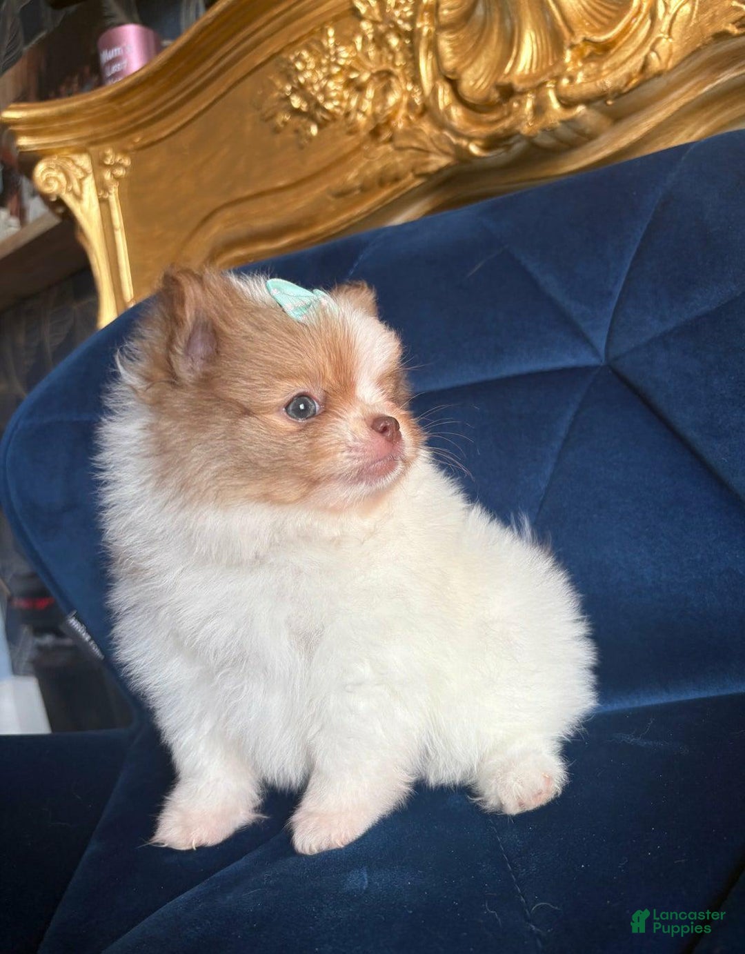 Pomeranian dogs for sale: Ciri - Ad 12