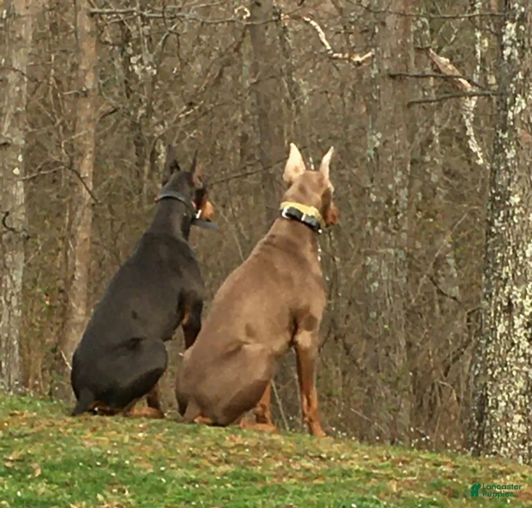 Doberman Pinscher dogs for sale: Blue Doberman Pinscher Puppy - Jett - Ad 7