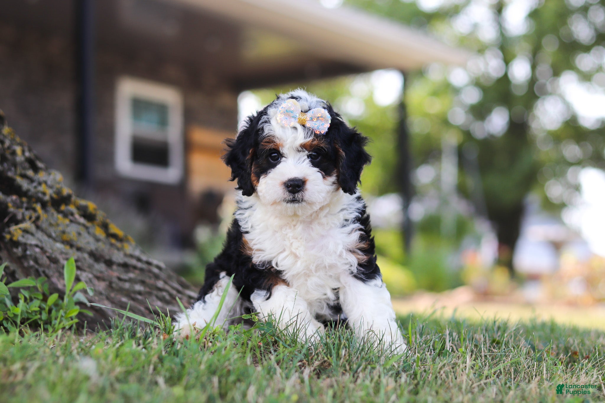 Mini Bernedoodle dogs Chloe - Ad 2