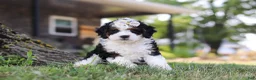 Mini Bernedoodle dogs for sale: Chloe - Ad 2
