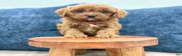 Cavapoo dogs for sale: Greta - Ad 5
