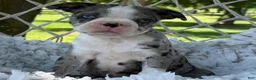 Boston Terrier dogs for sale: Mister - Ad 15