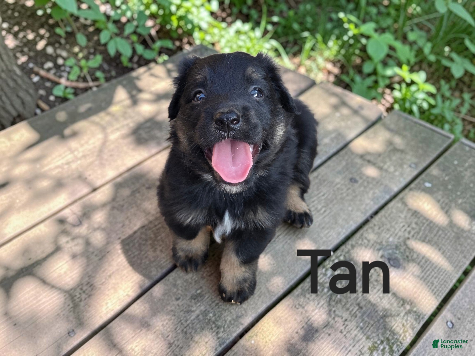 Australian Shepherd dogs Tan - Ad 34