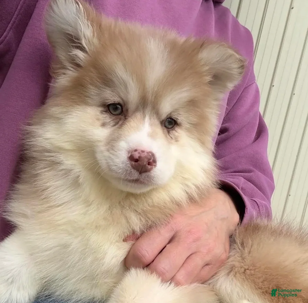 Pomsky dogs for sale: Brandy - Ad 6