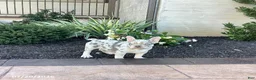 French Bulldog dogs for sale: Balto - Ad 5
