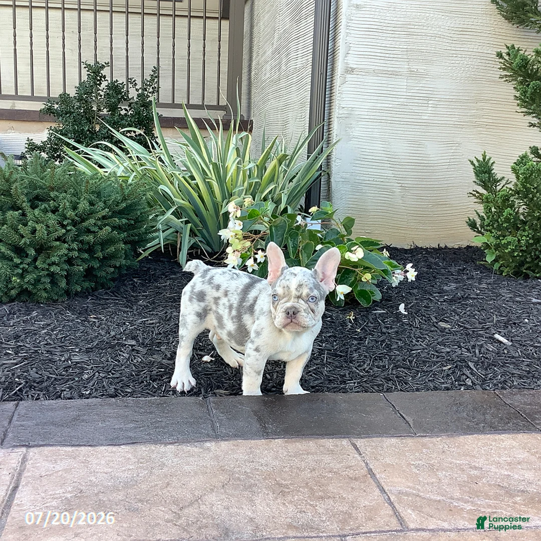 French Bulldog dogs for sale: Balto - Ad 5