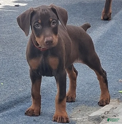 Gallery Image {{count}}