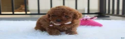 Toy Poodle dogs for sale: McKenna  - Ad 6