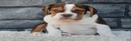 Beabull dogs for sale: Bruno  - Ad 4