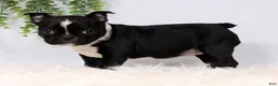 Frenchton dogs for sale: Tulip - Ad 3