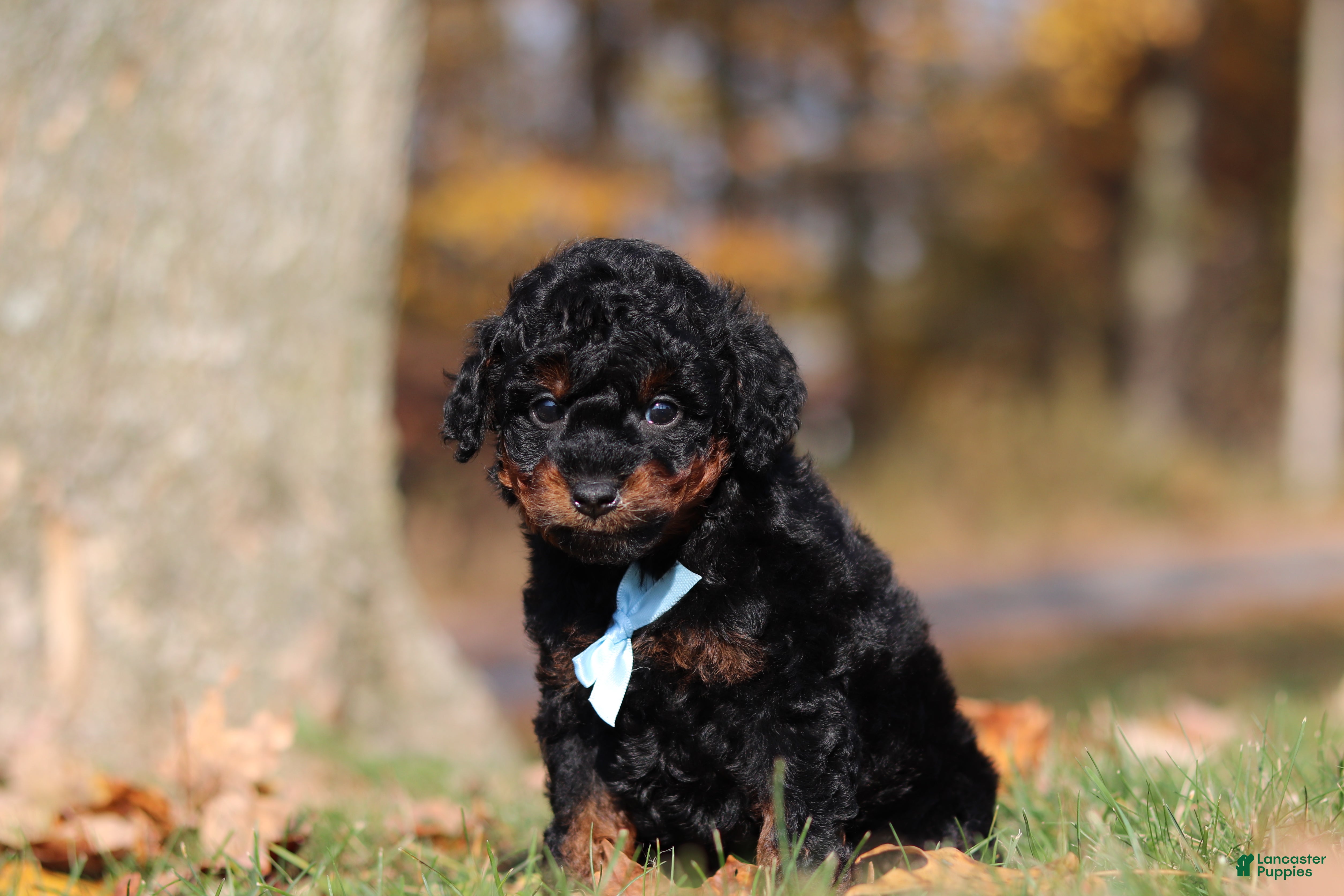 Miniature Poodle dogs for sale: Carson (AKC) - Ad 2