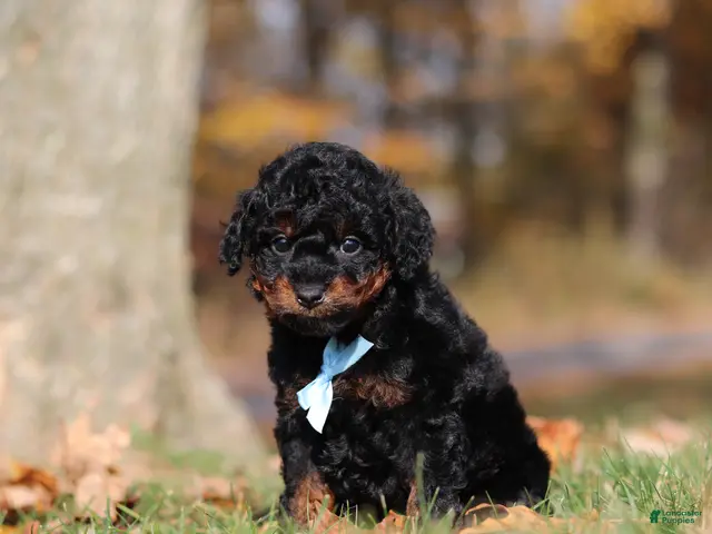 Miniature Poodle dogs for sale: Carson (AKC) - Ad 2