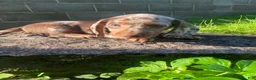 Miniature Dachshund dogs for sale: Lucy - Ad 8